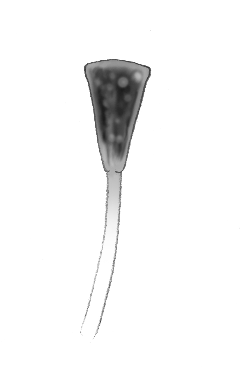 Dictyocha speculum